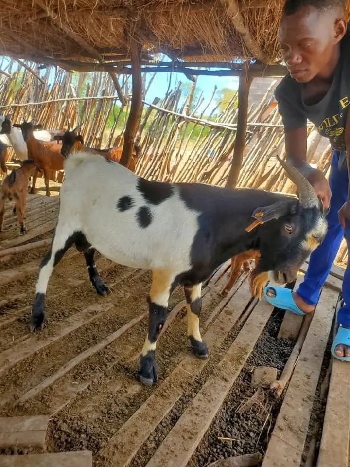The image depicts goats, not an electronic product. Therefore, I cannot generate a relevant product title under the "Electronics" category.