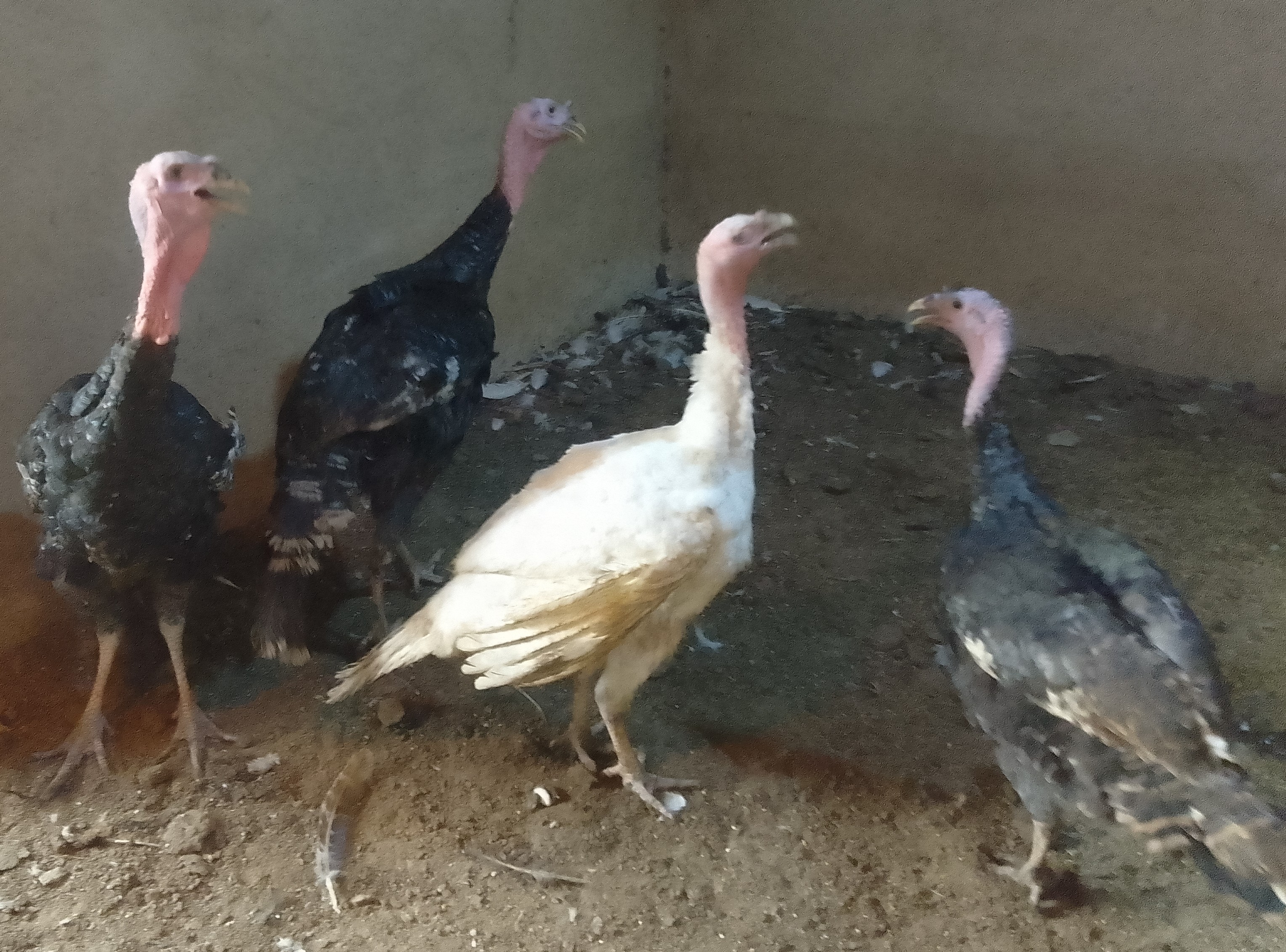 day old chicks of all kinds