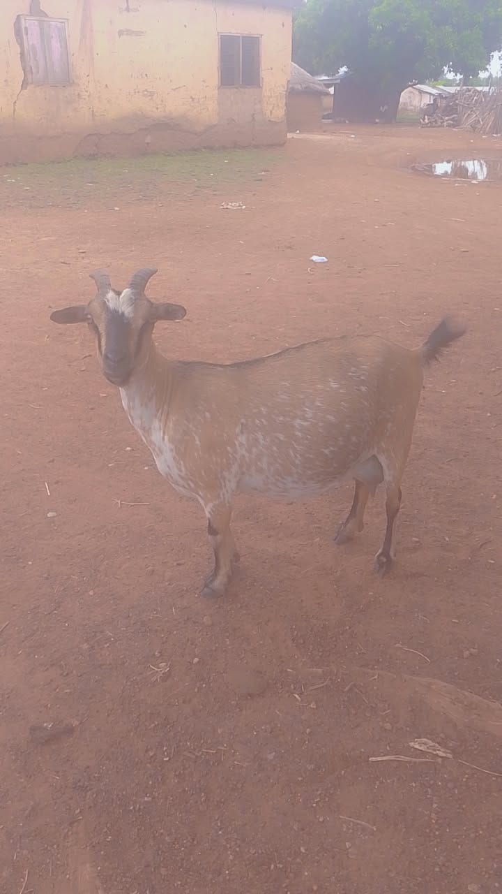 Live Domestic Brown Goat - Farm Animal, Pet, Livestock