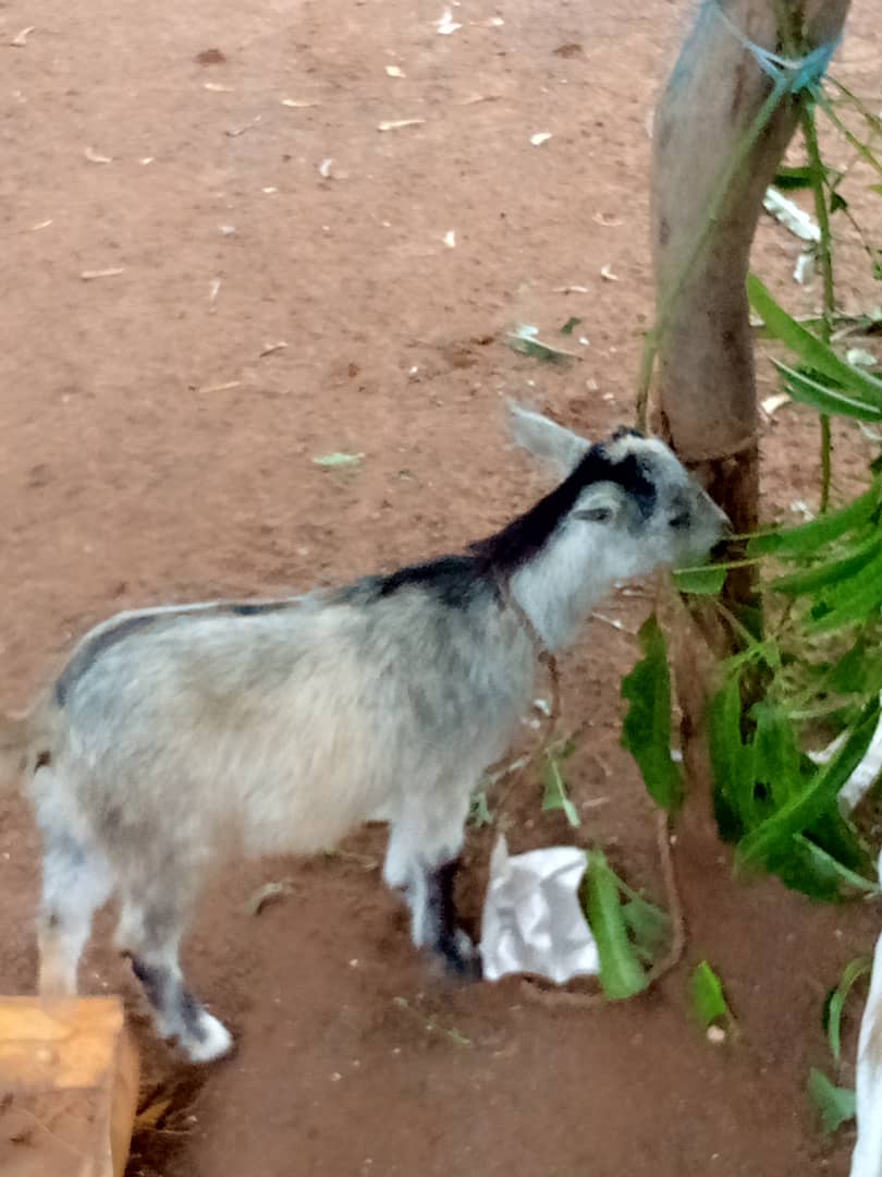 Live Domestic Brown Goat - Farm Animal, Pet, Livestock