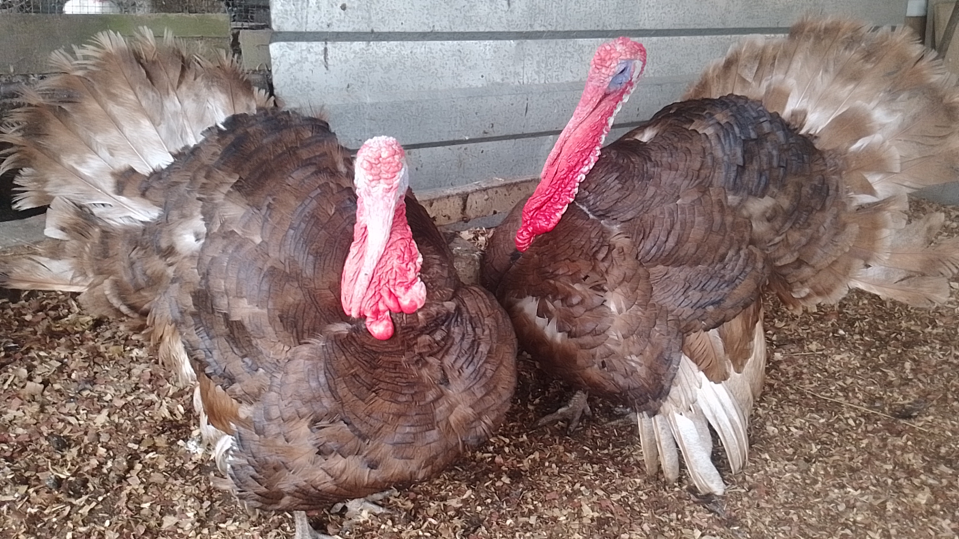 Bourbon Red Turkeys