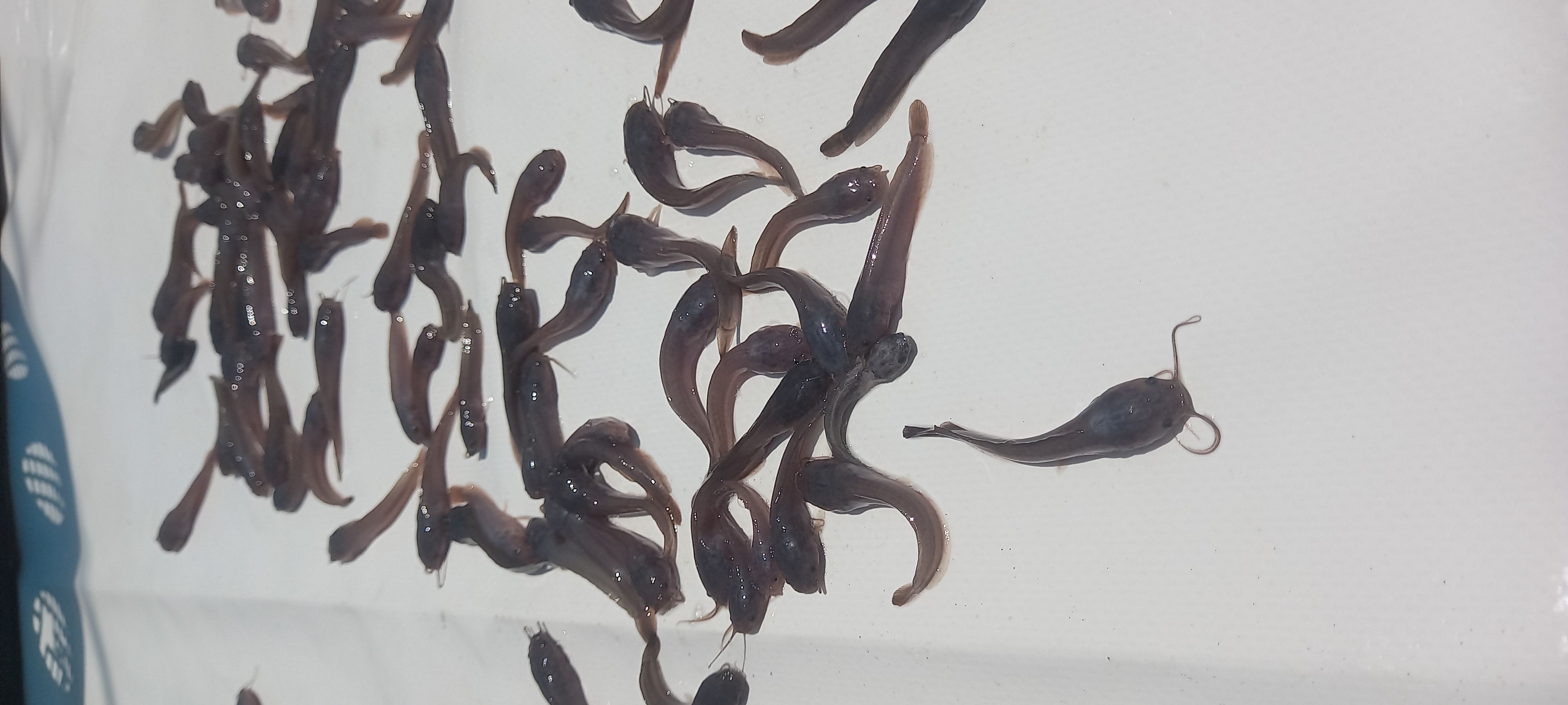 Catfish Fingerlings,Juveniles and Jumbo available