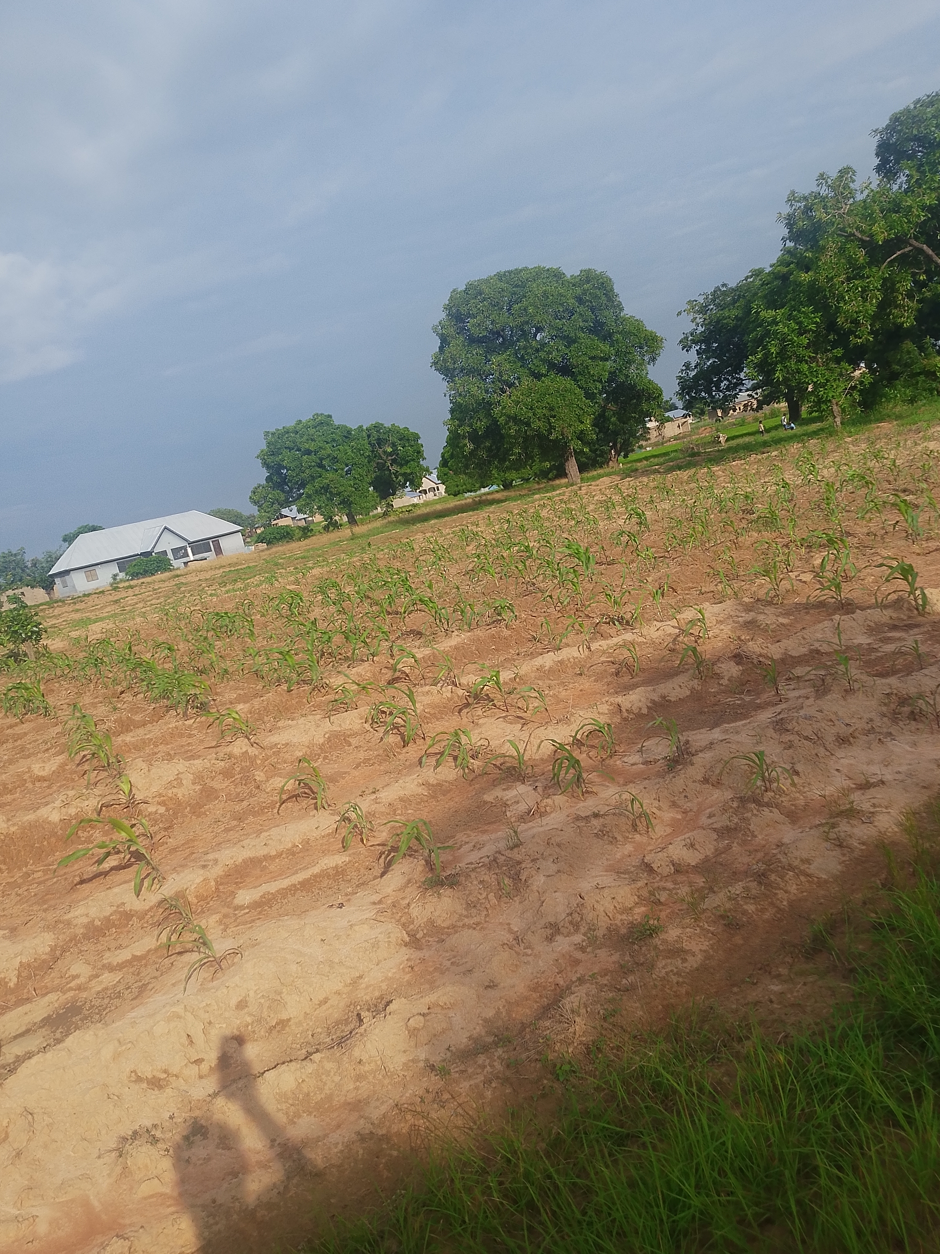 Affordable and commercial viable plots for sale at UDS DUNGU