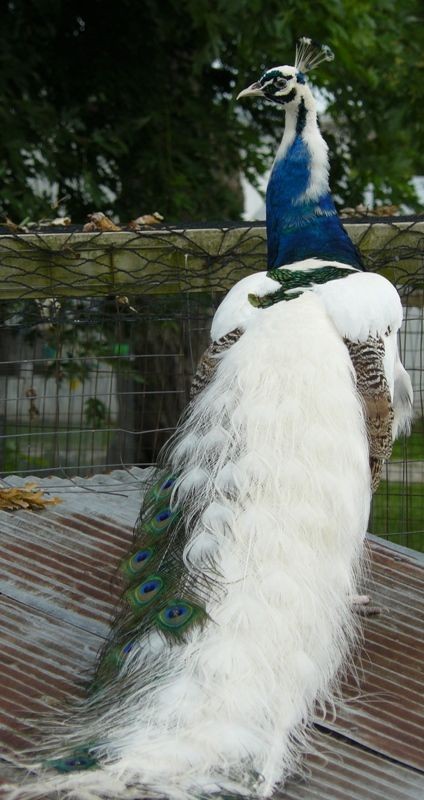 peacock fowl