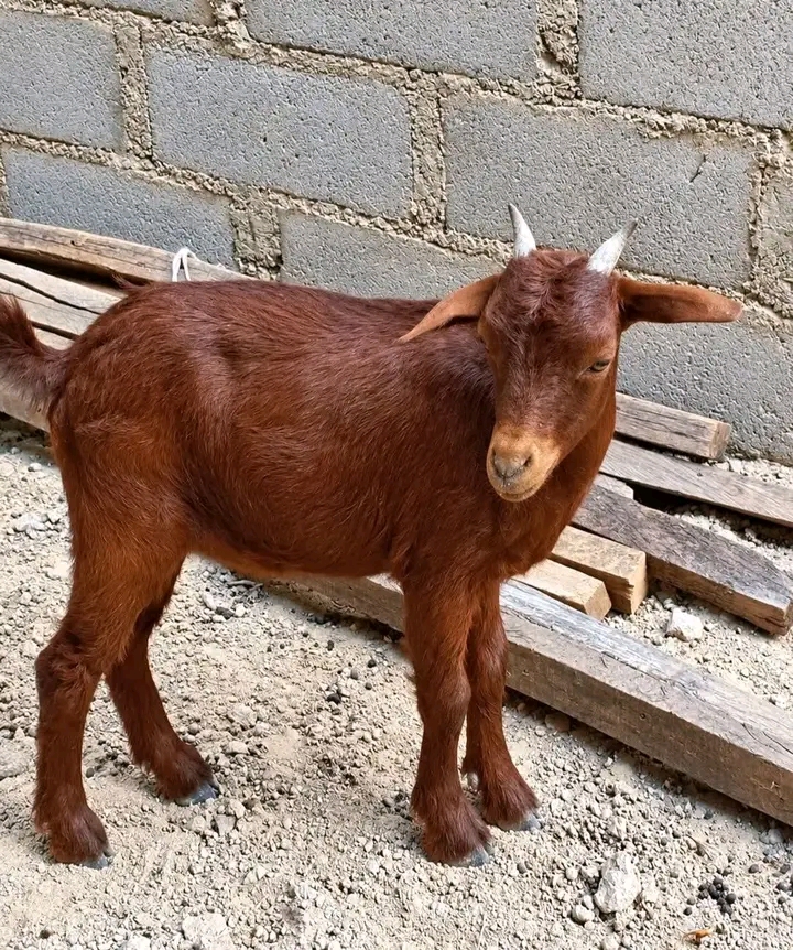 Brown &amp; White Goat - Livestock Animal for Farm &amp; Pet