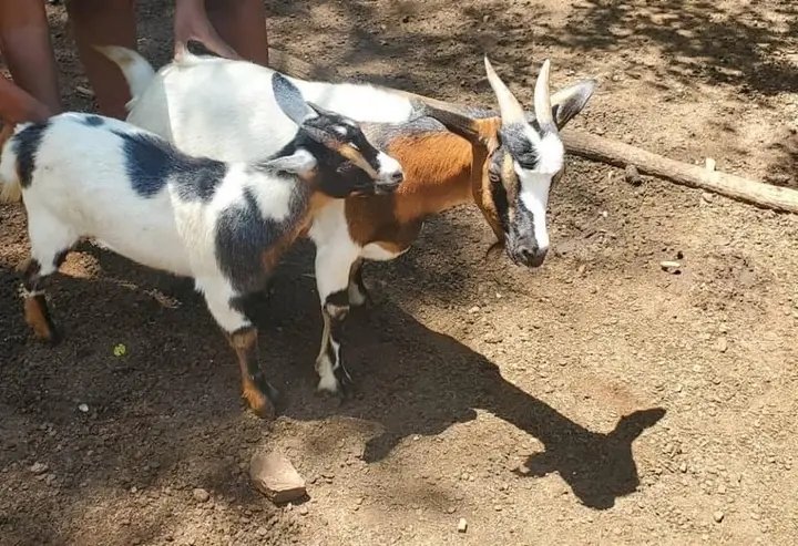 Goat for sale