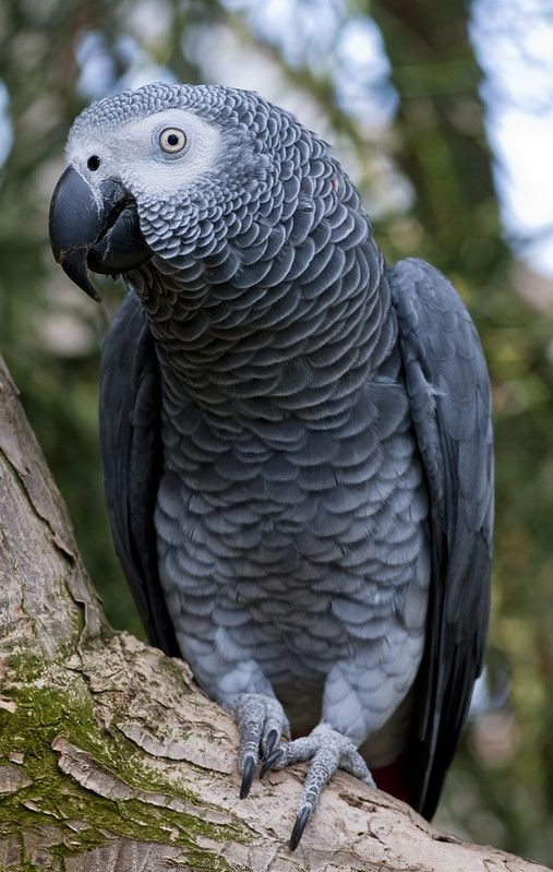 AFRICAN GREY PARROT