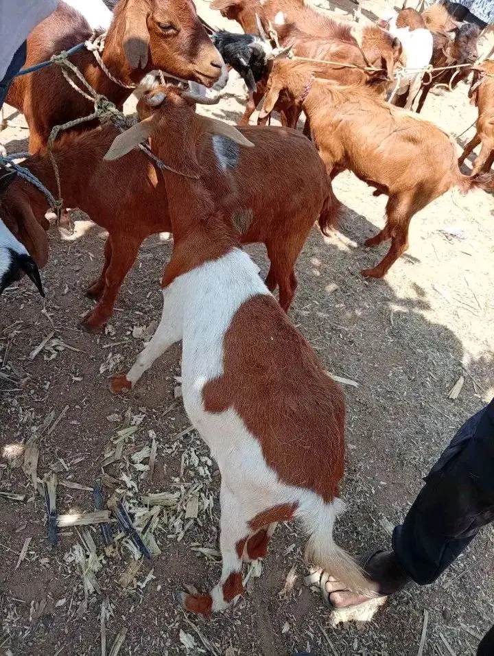This image does not depict an electronics product. It shows several goats, likely in an agricultural or market setting. 

Therefore, I cannot generate an SEO-friendly product title for an "electr