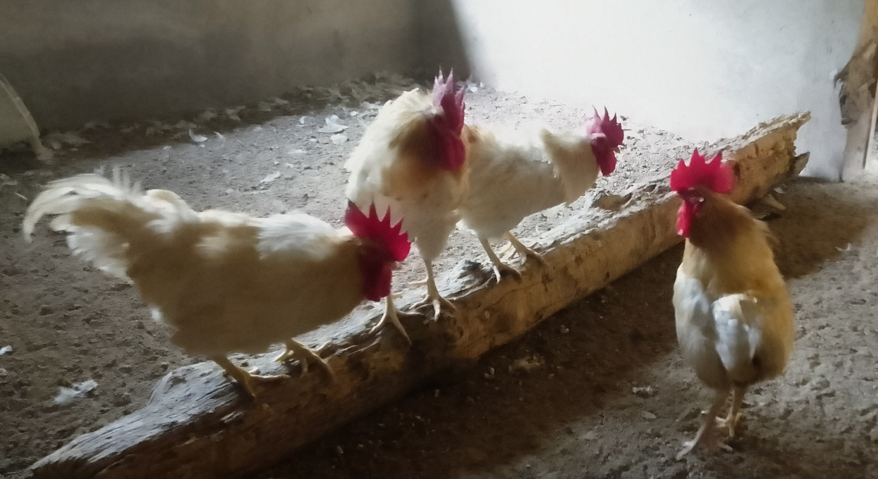 day old chicks of all kinds
