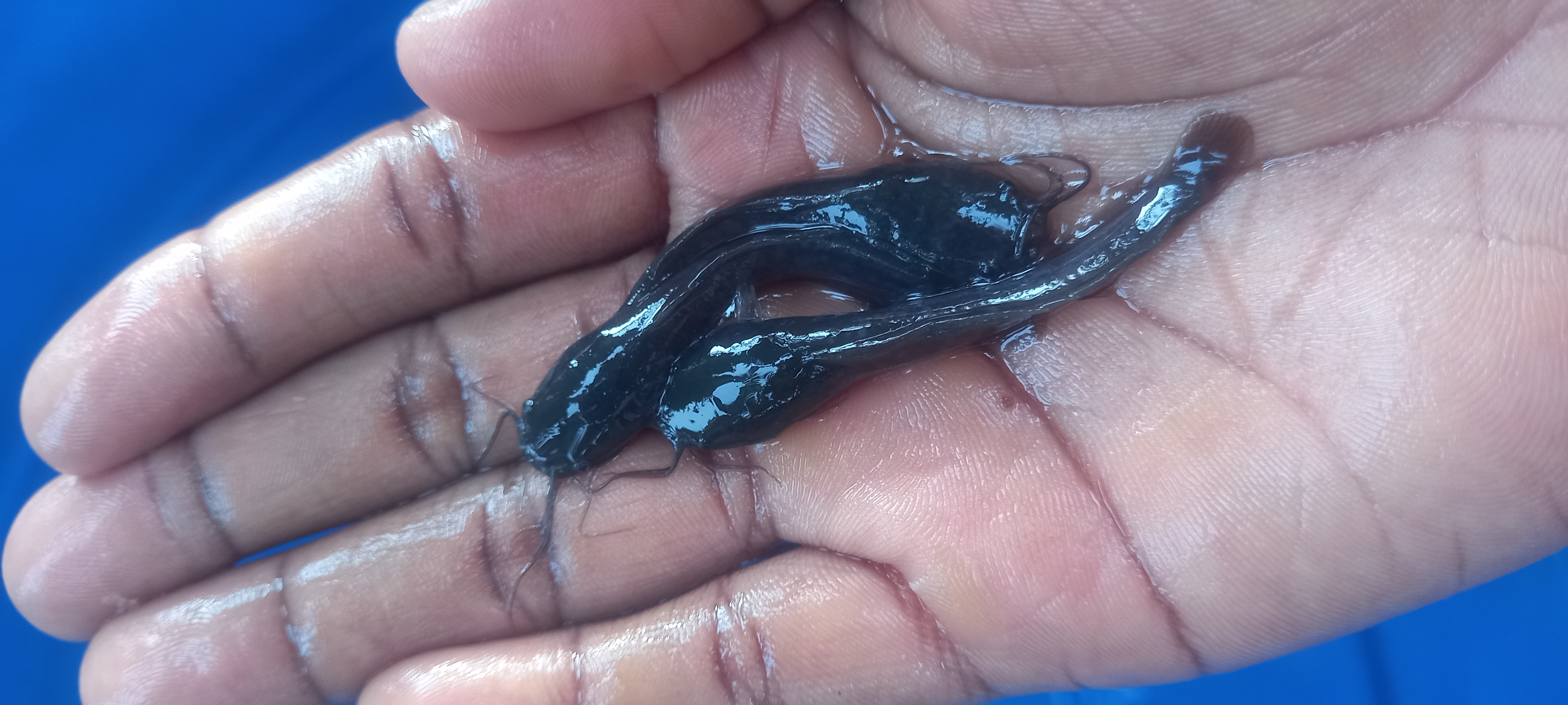 Catfish Fingerlings,Juveniles and Jumbo available