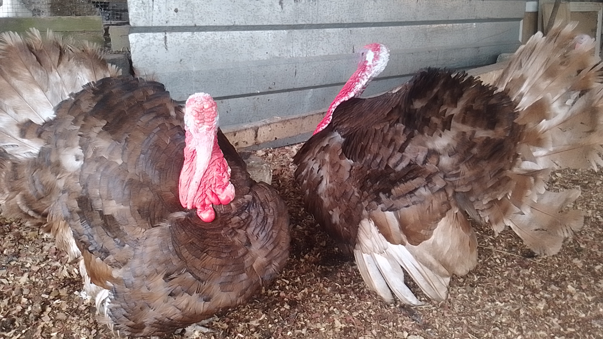 Bourbon Red Turkeys