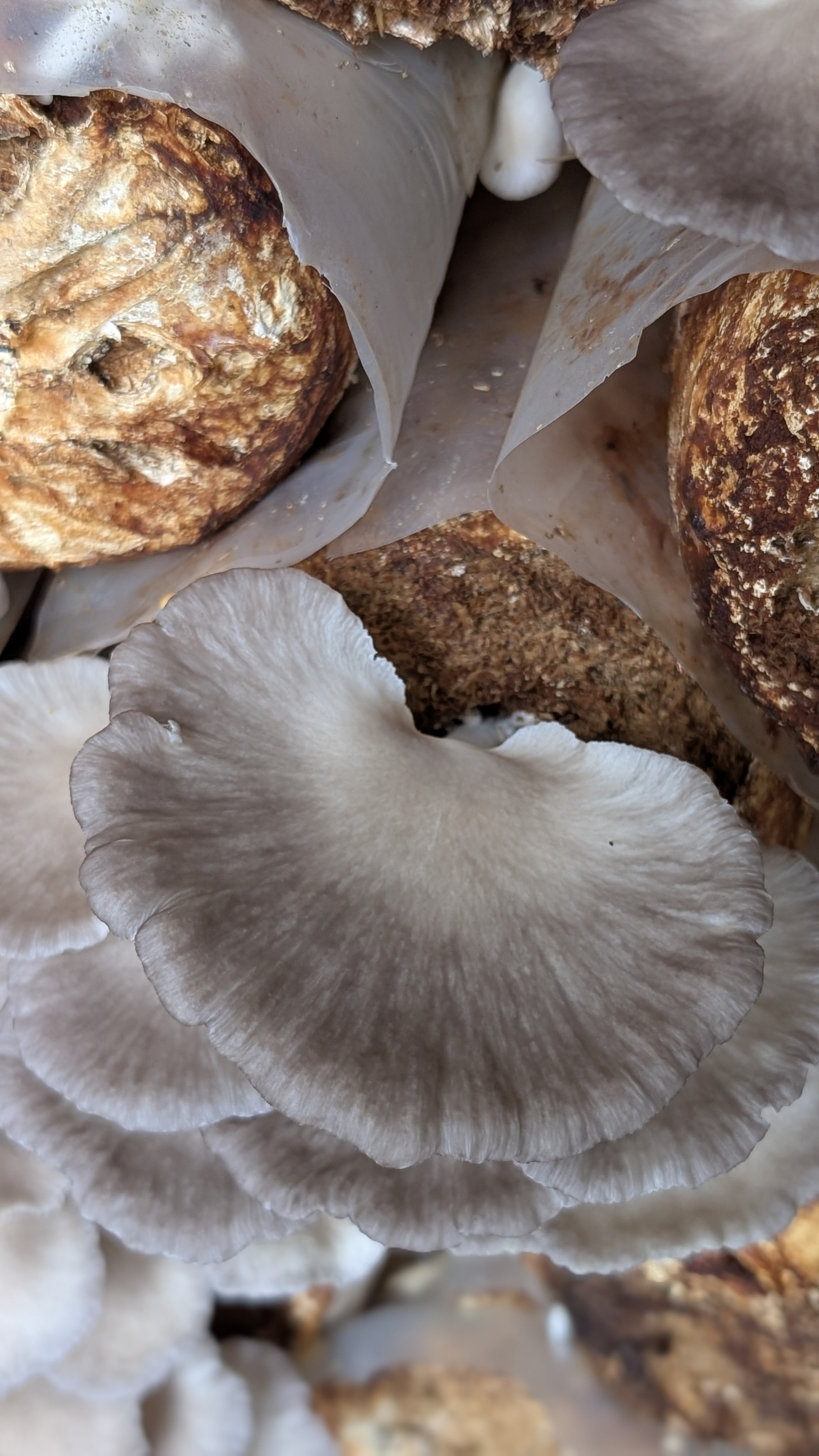 Grey Oyster Mushrooms
