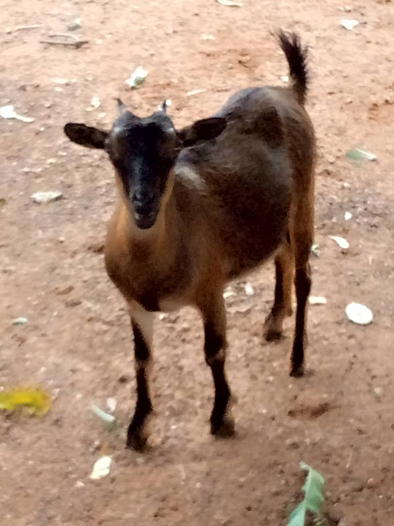 Live Domestic Brown Goat - Farm Animal, Pet, Livestock