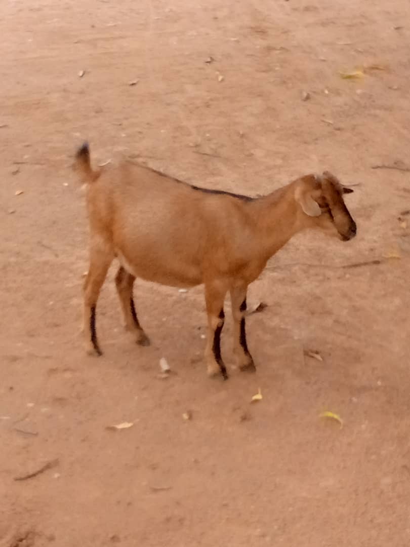 Live Domestic Brown Goat - Farm Animal, Pet, Livestock