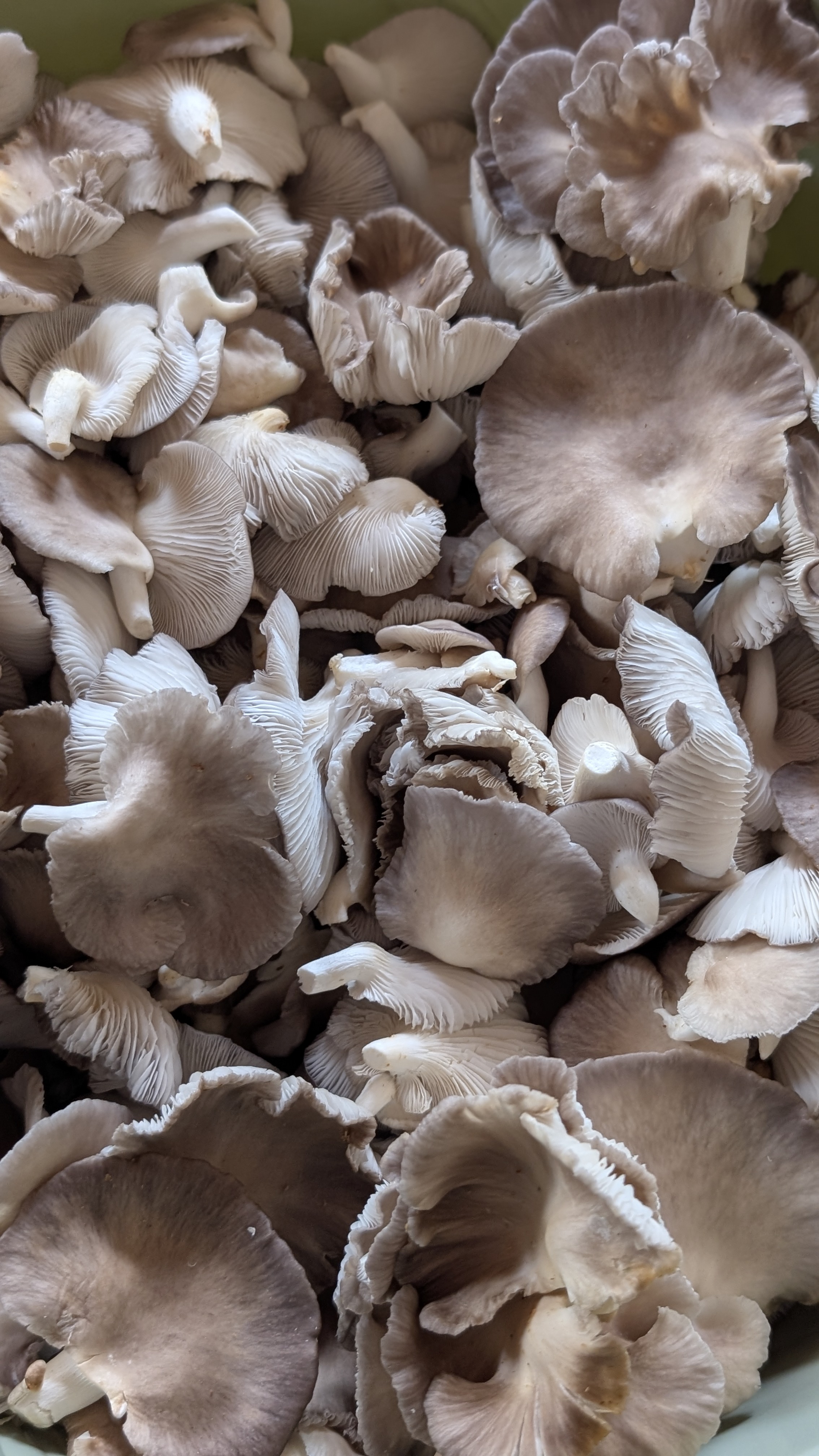 Grey Oyster Mushrooms