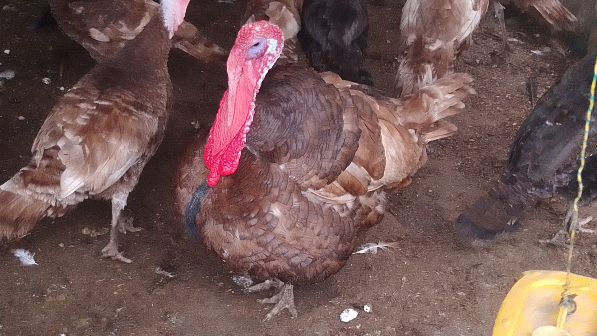 Bourbon Red Turkeys