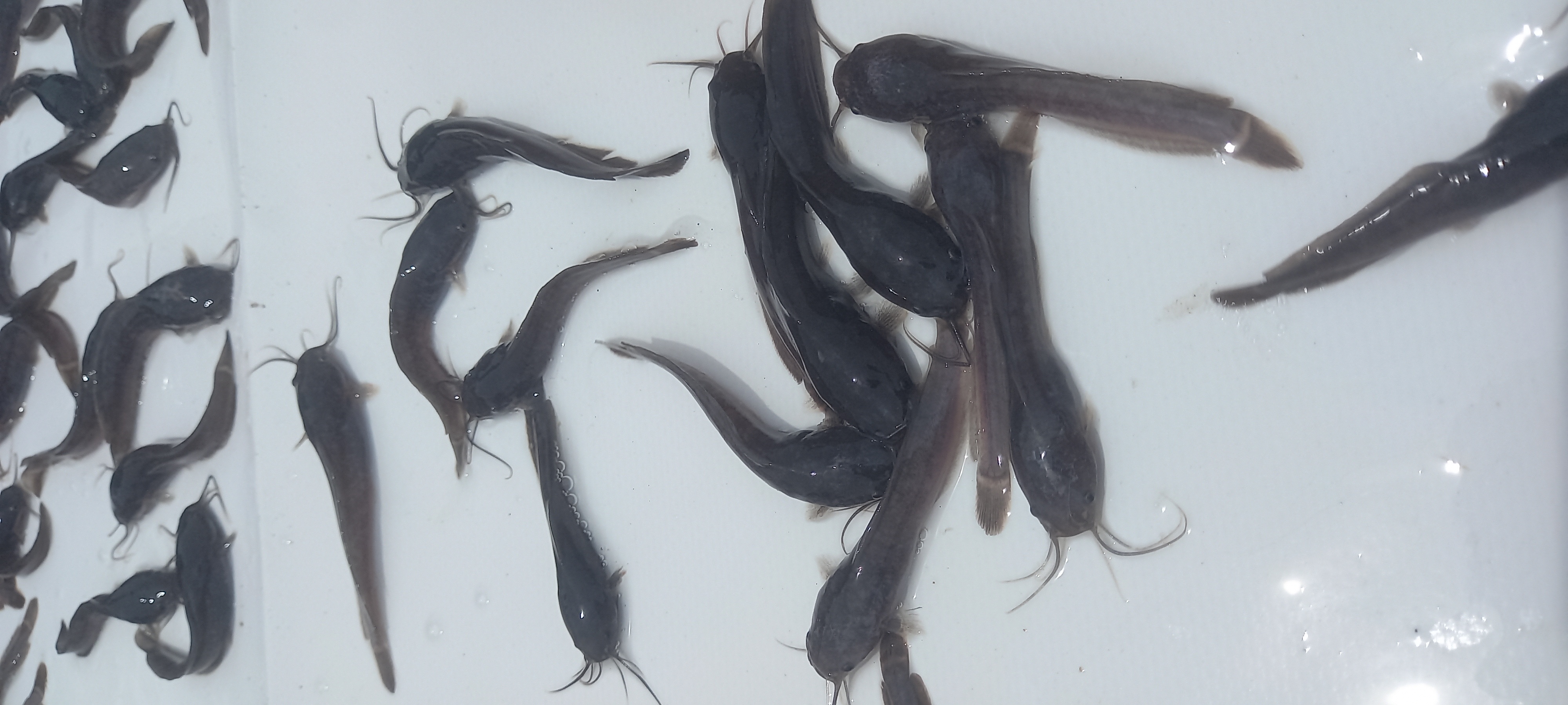 Catfish Fingerlings,Juveniles and Jumbo available