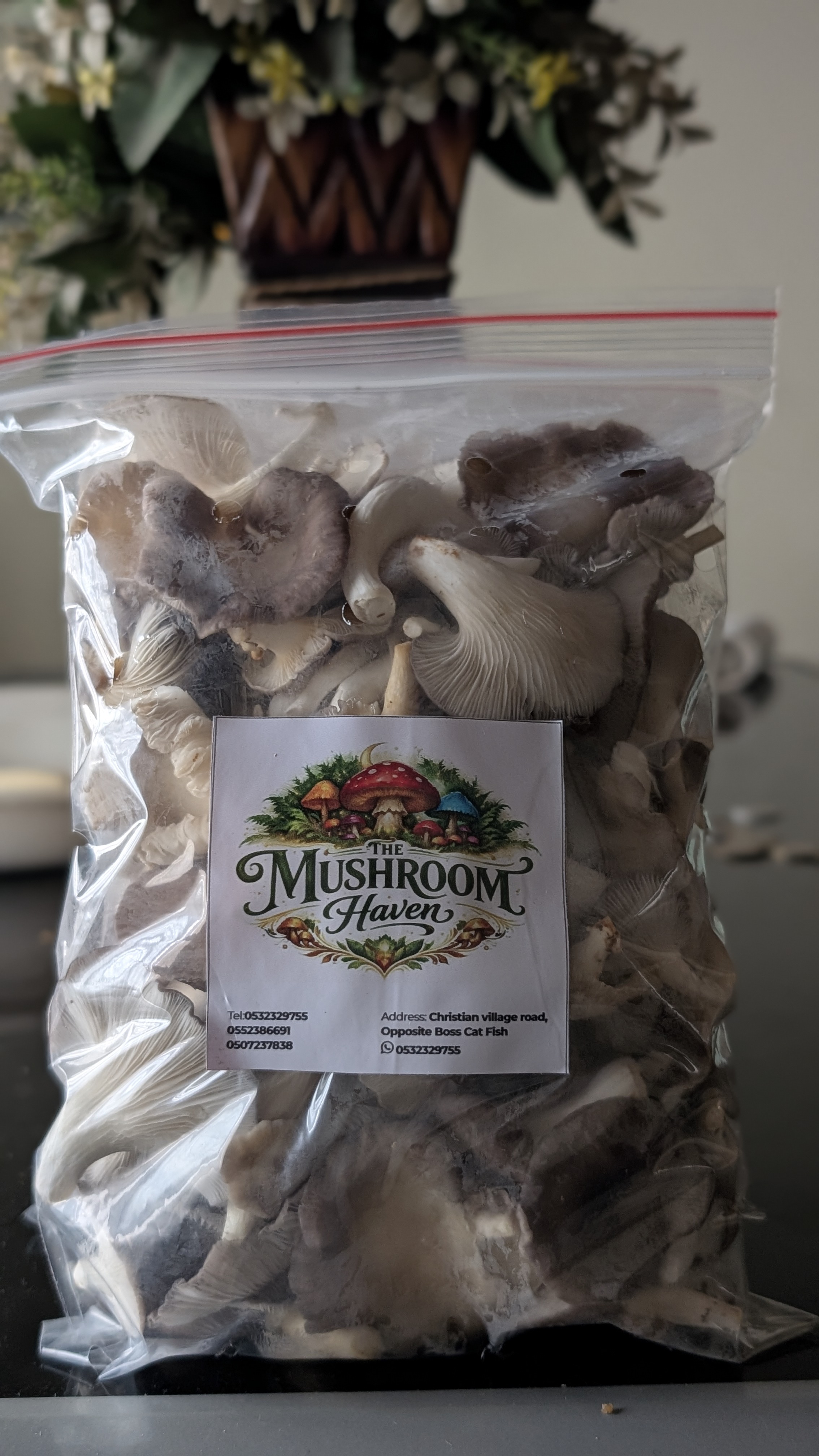 Grey Oyster Mushrooms