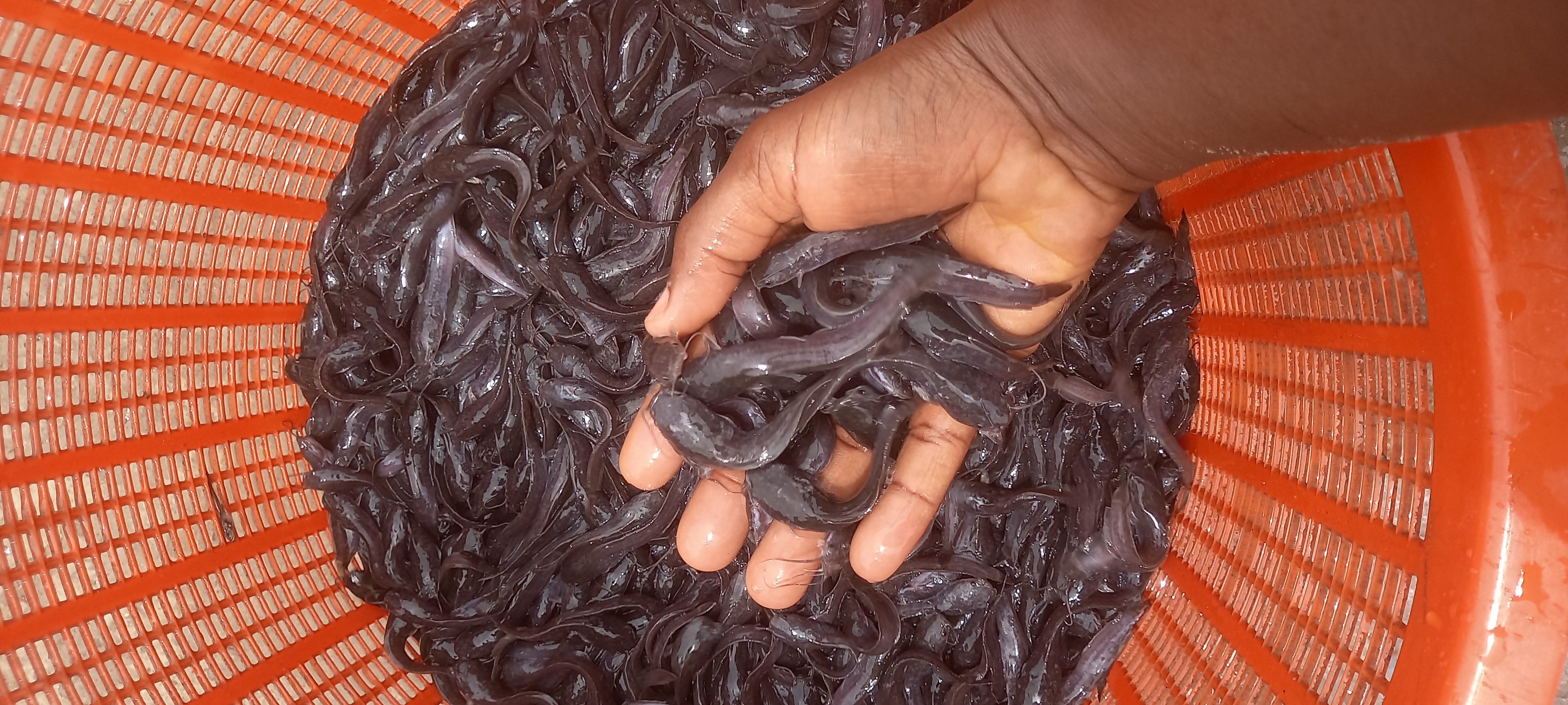 Catfish Fingerlings,Juveniles and Jumbo available