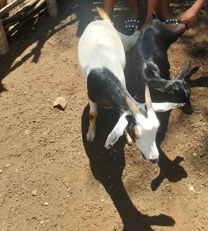 Goat for sale