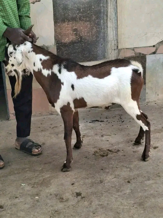 Brown &amp; White Goat - Livestock Animal for Farm &amp; Pet