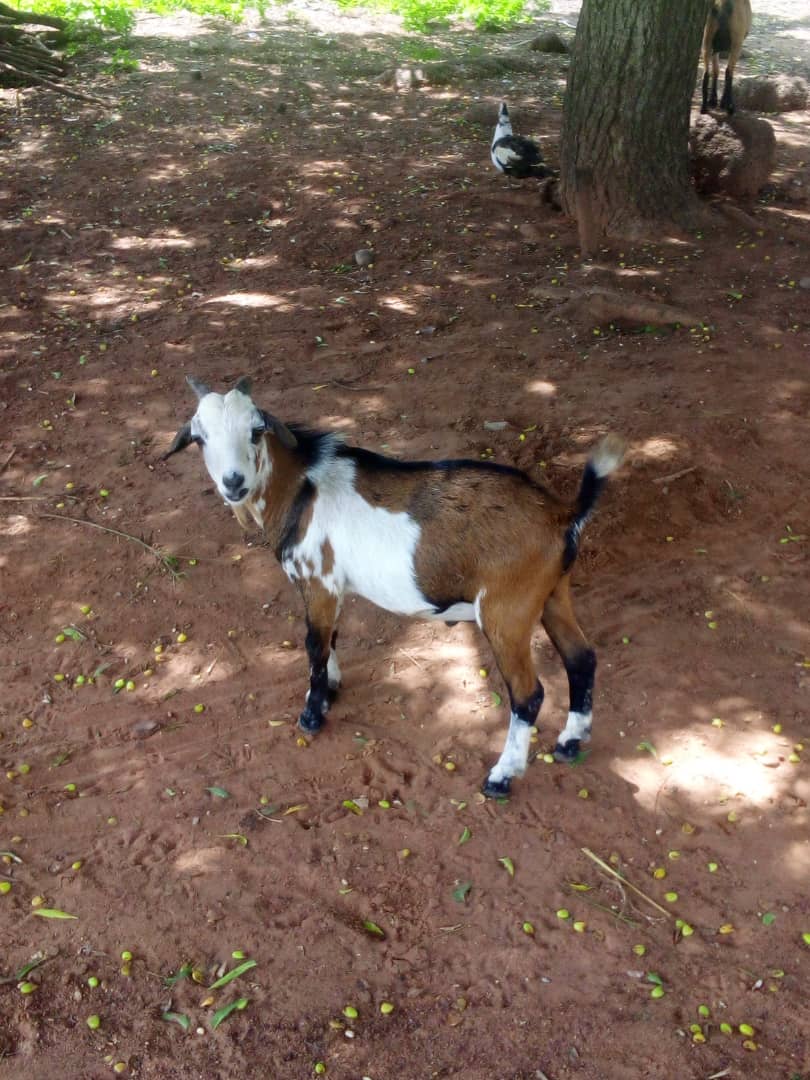 Live Domestic Brown Goat - Farm Animal, Pet, Livestock