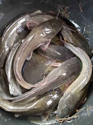 Live Catfish for Pond &amp; Aquarium, Fresh &amp; Healthy