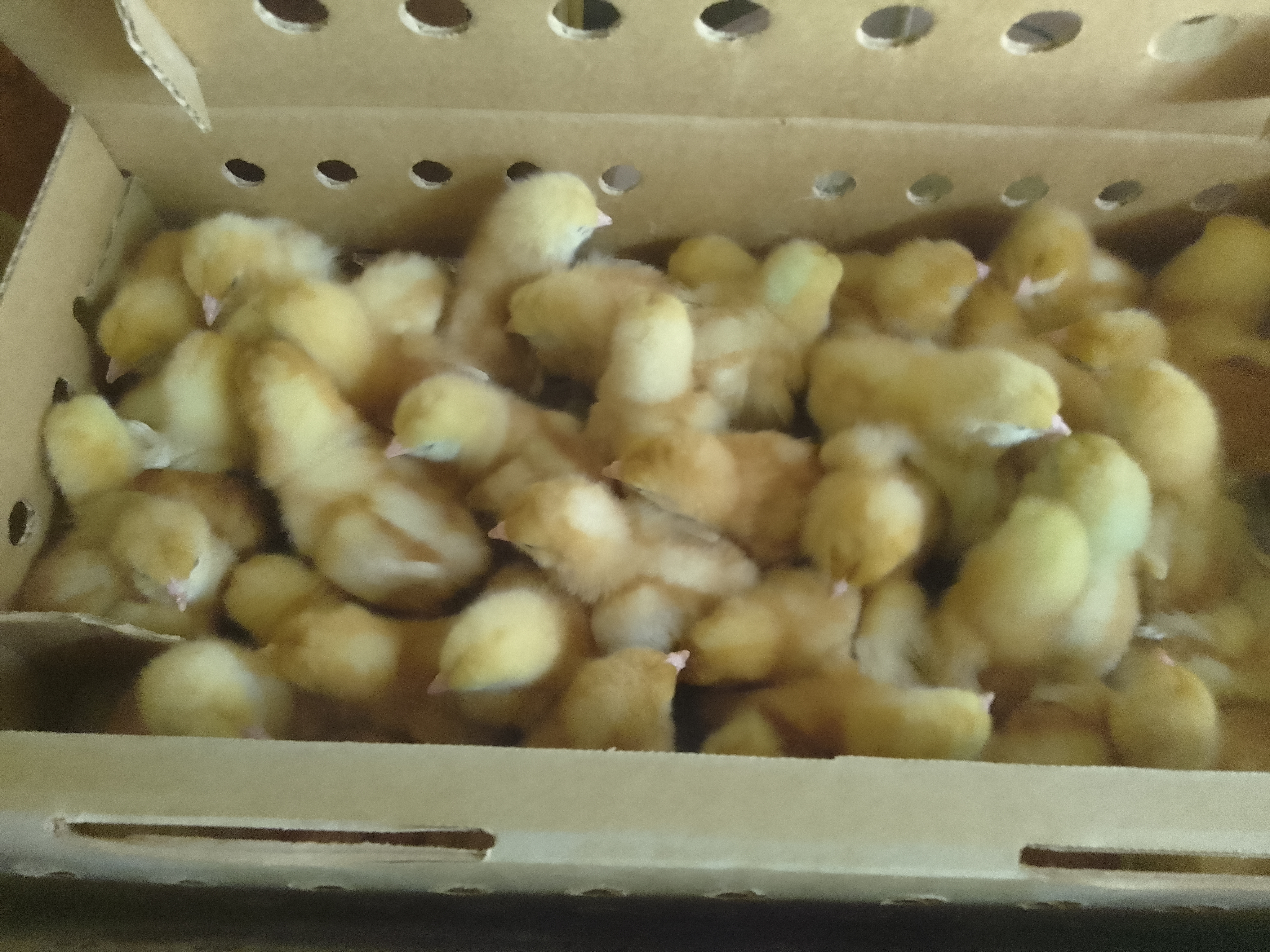 day old chicks of all kinds