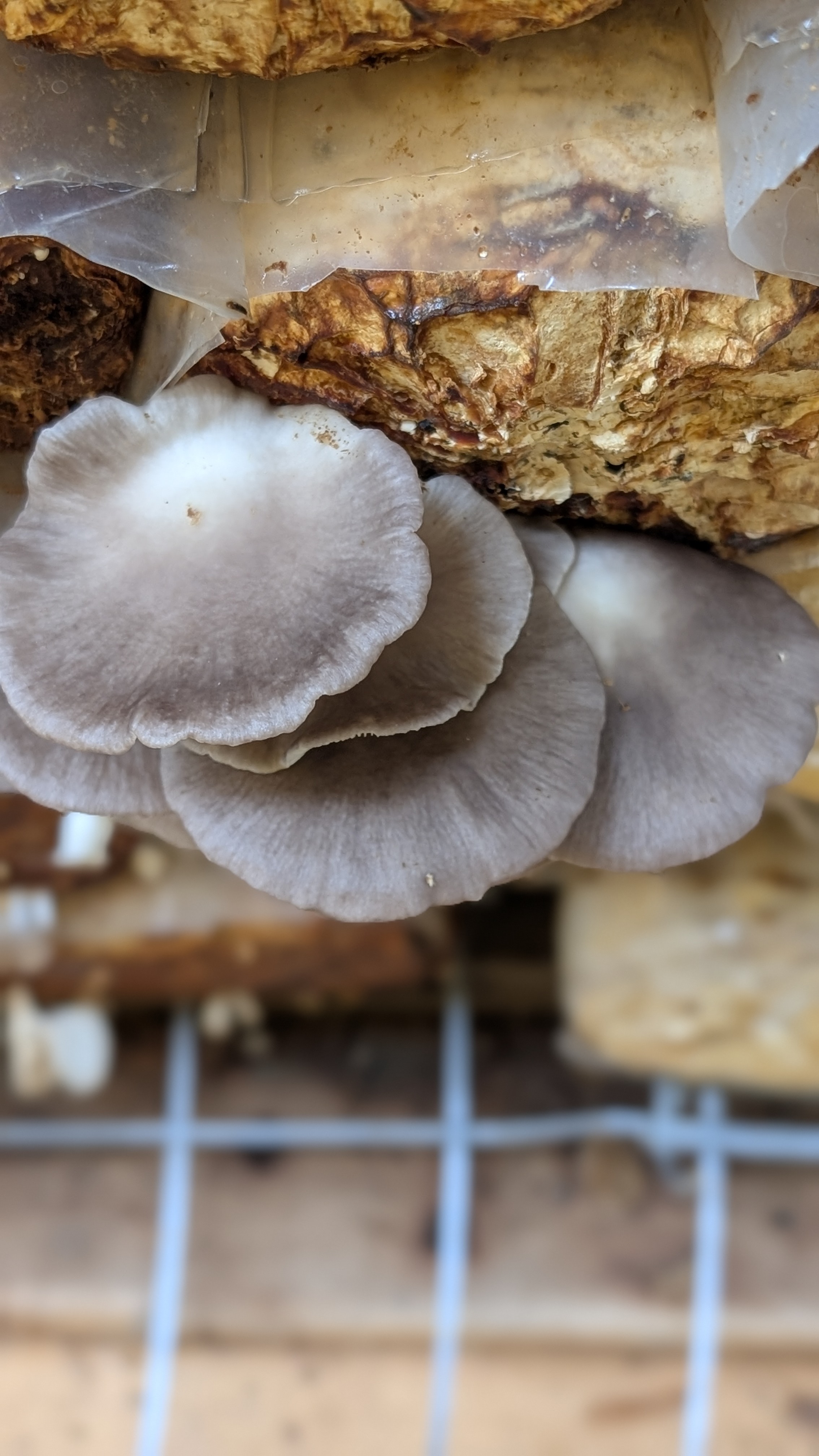 Grey Oyster Mushrooms