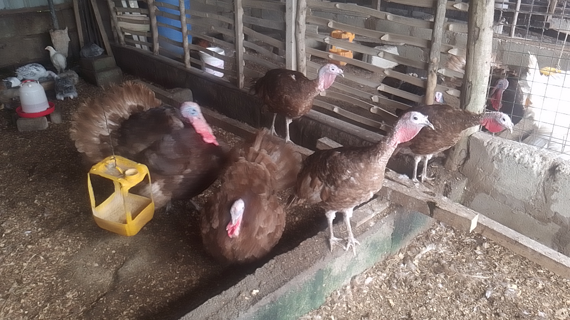 Imported Bourbon Red Turkeys