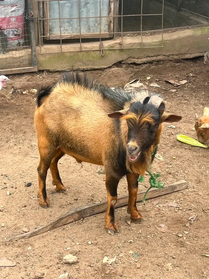 Brown &amp; White Goat - Livestock Animal for Farm &amp; Pet