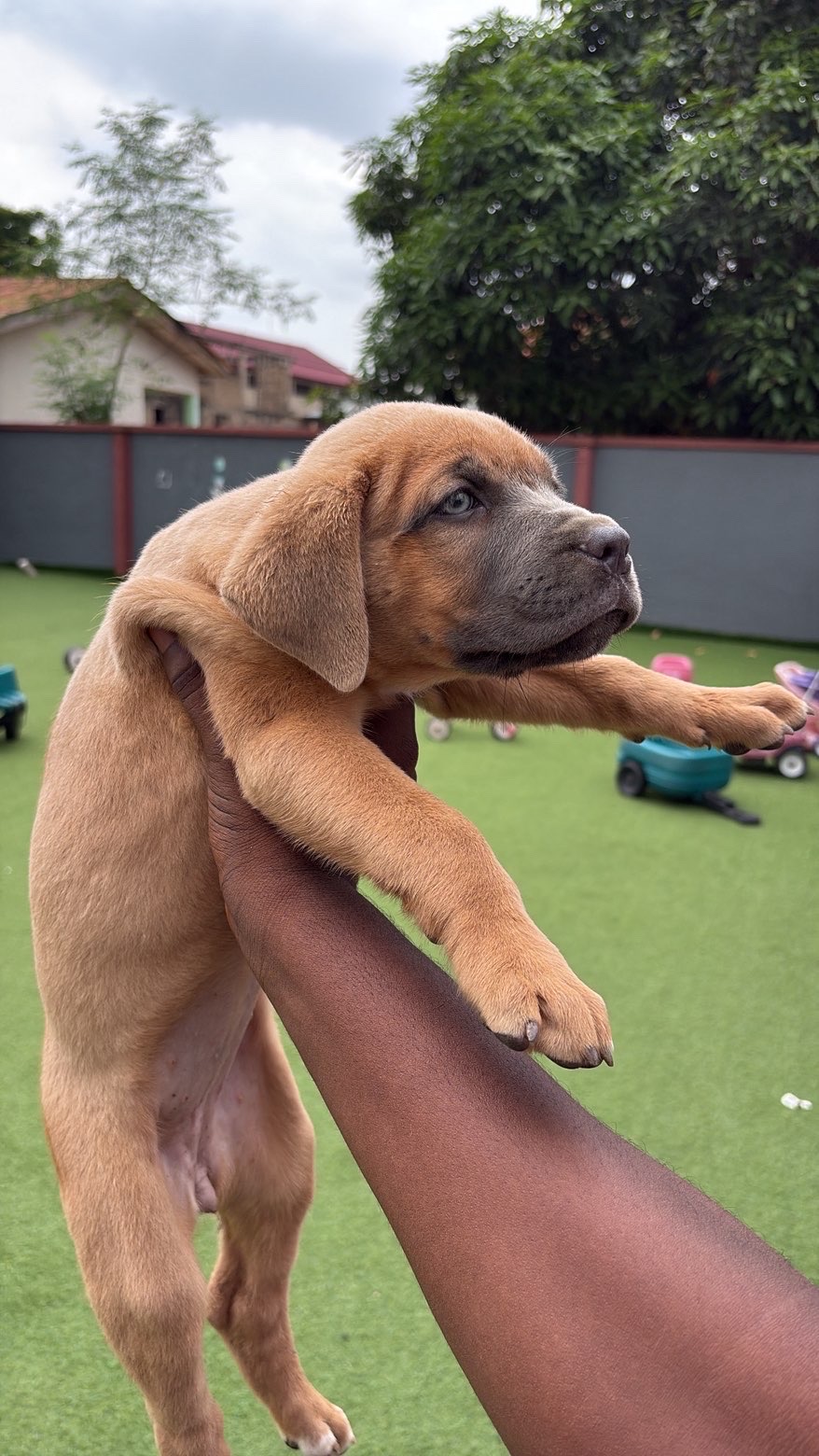 Boerboel