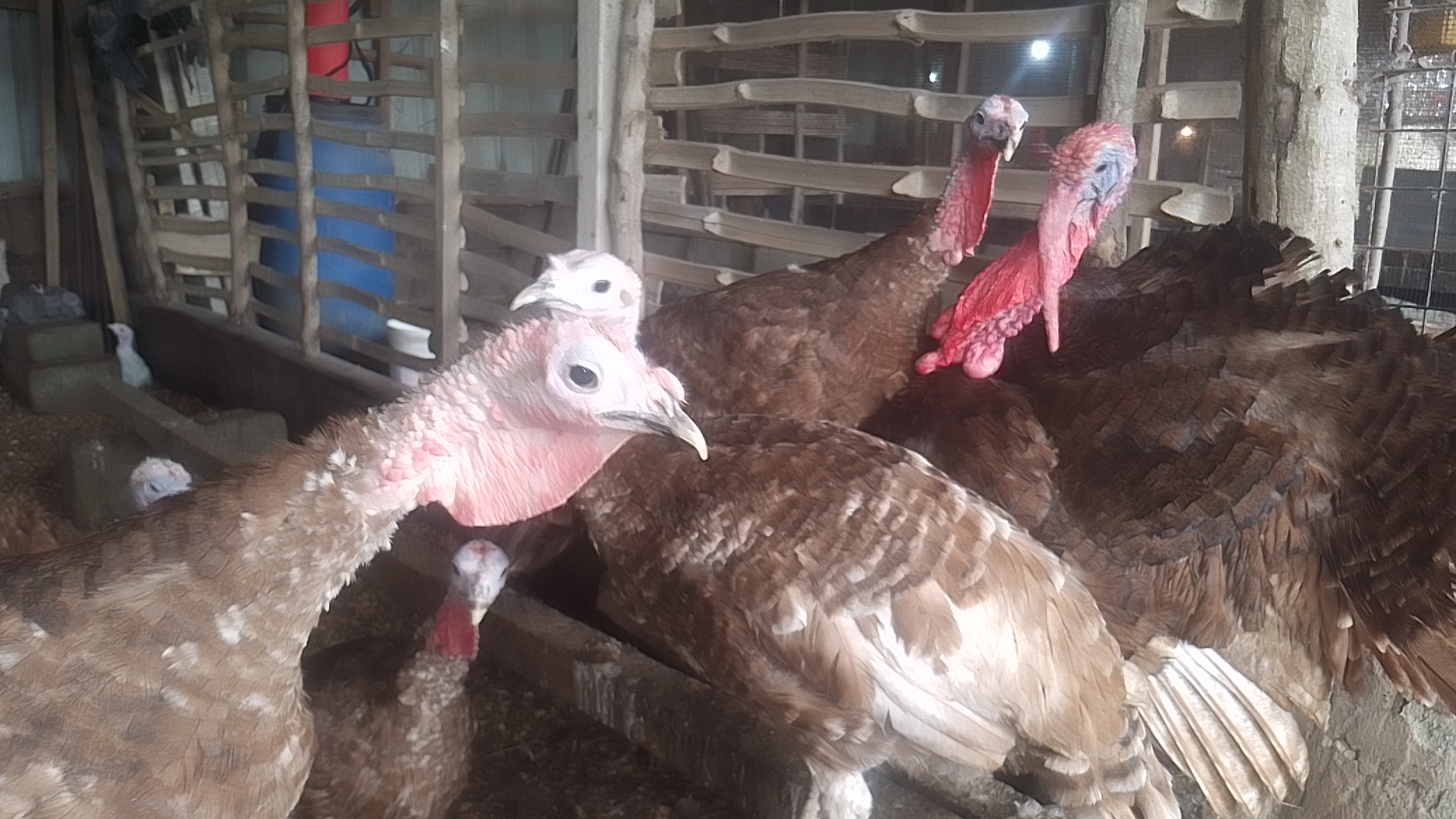 Imported Bourbon Red Turkeys