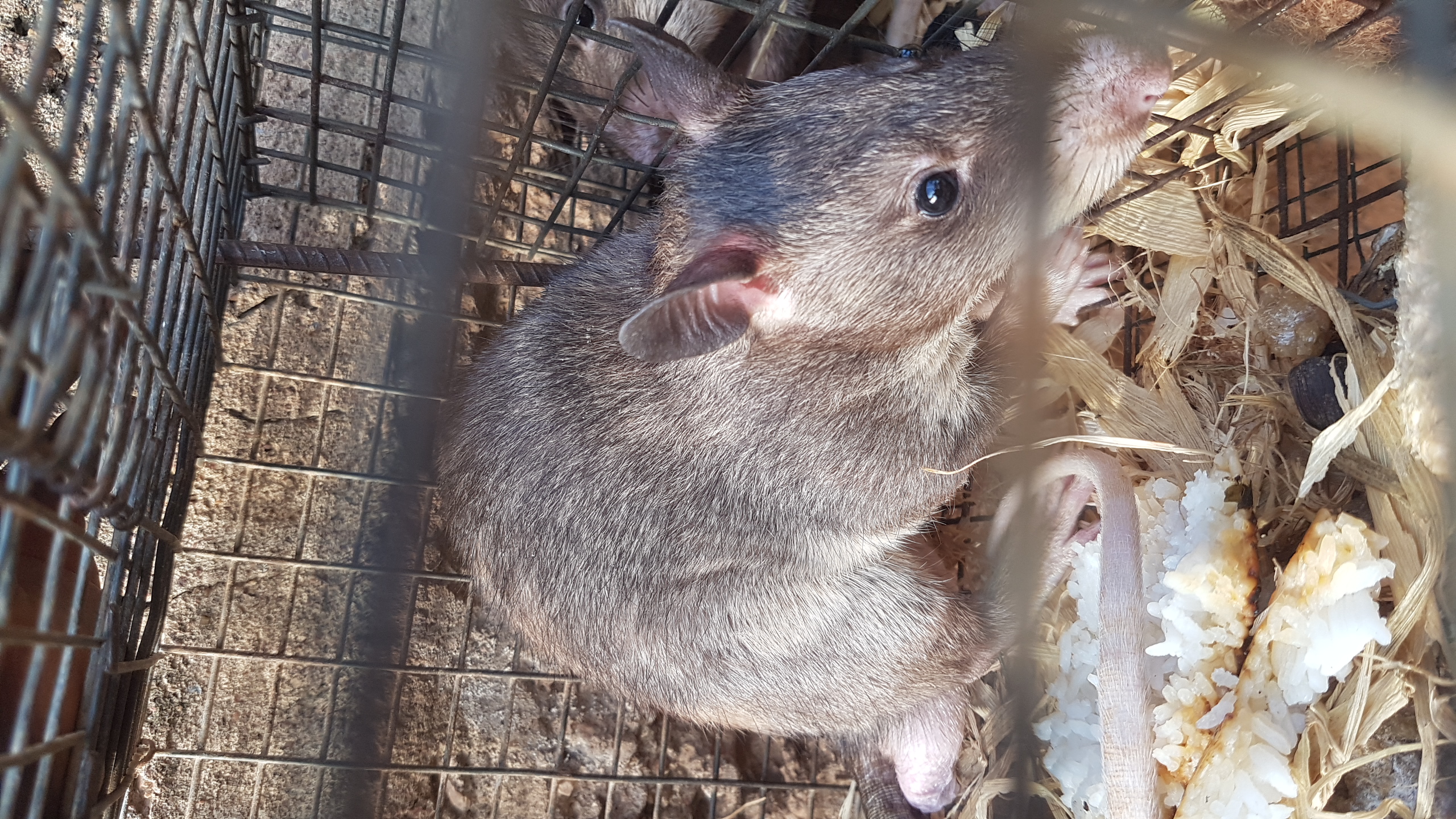 POUCHED RAT (kusie)