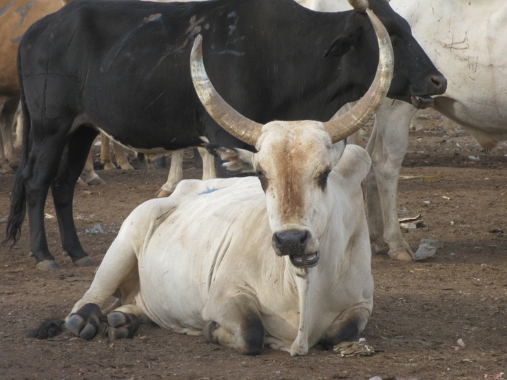 welcome to inshallah animals 🙏. the home 🏡 of good and healthy animals.