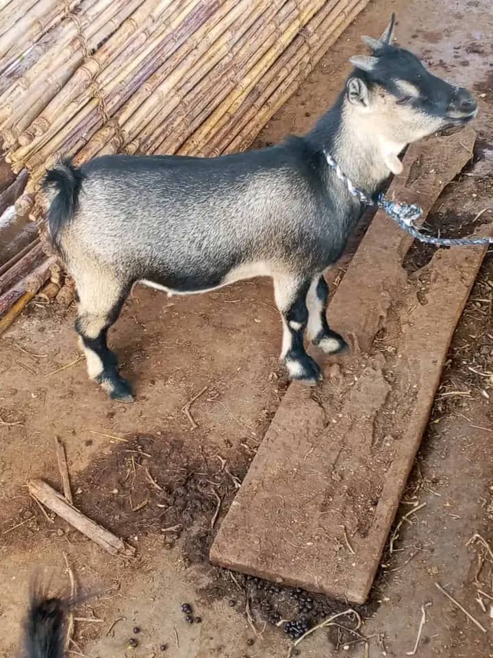 This image does not depict an electronics product. It shows several goats, likely in an agricultural or market setting. 

Therefore, I cannot generate an SEO-friendly product title for an "electr