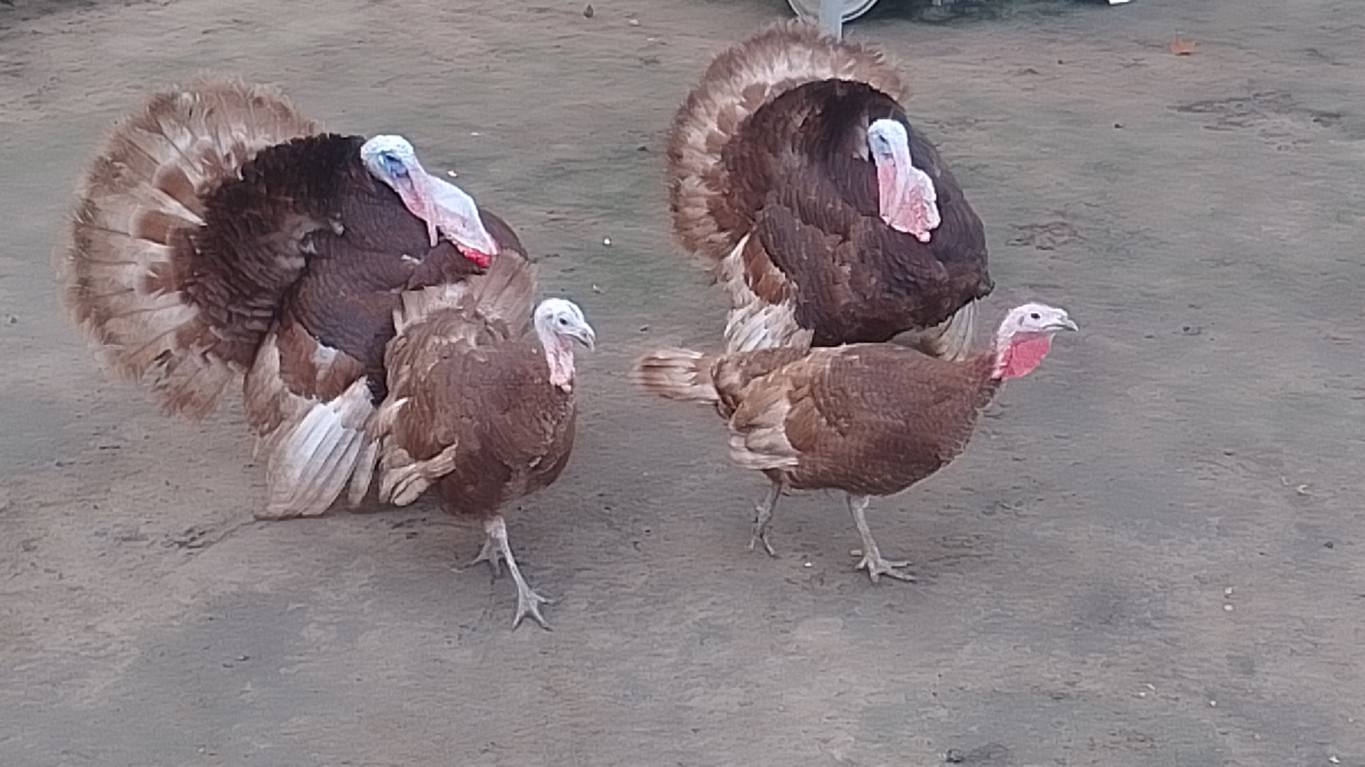 Imported Bourbon Red Turkeys