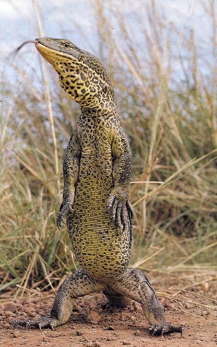 MONITOR LIZARD