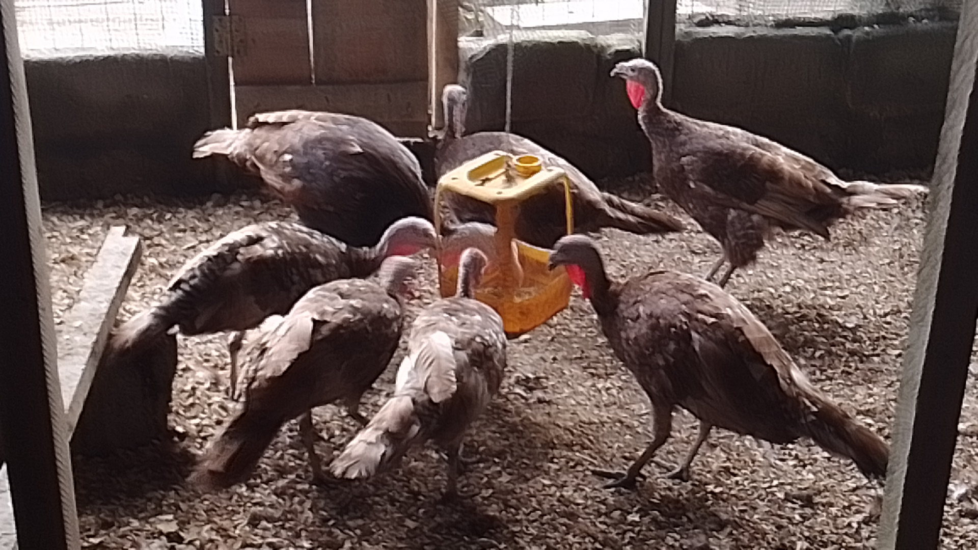 Imported Bourbon Red Turkeys