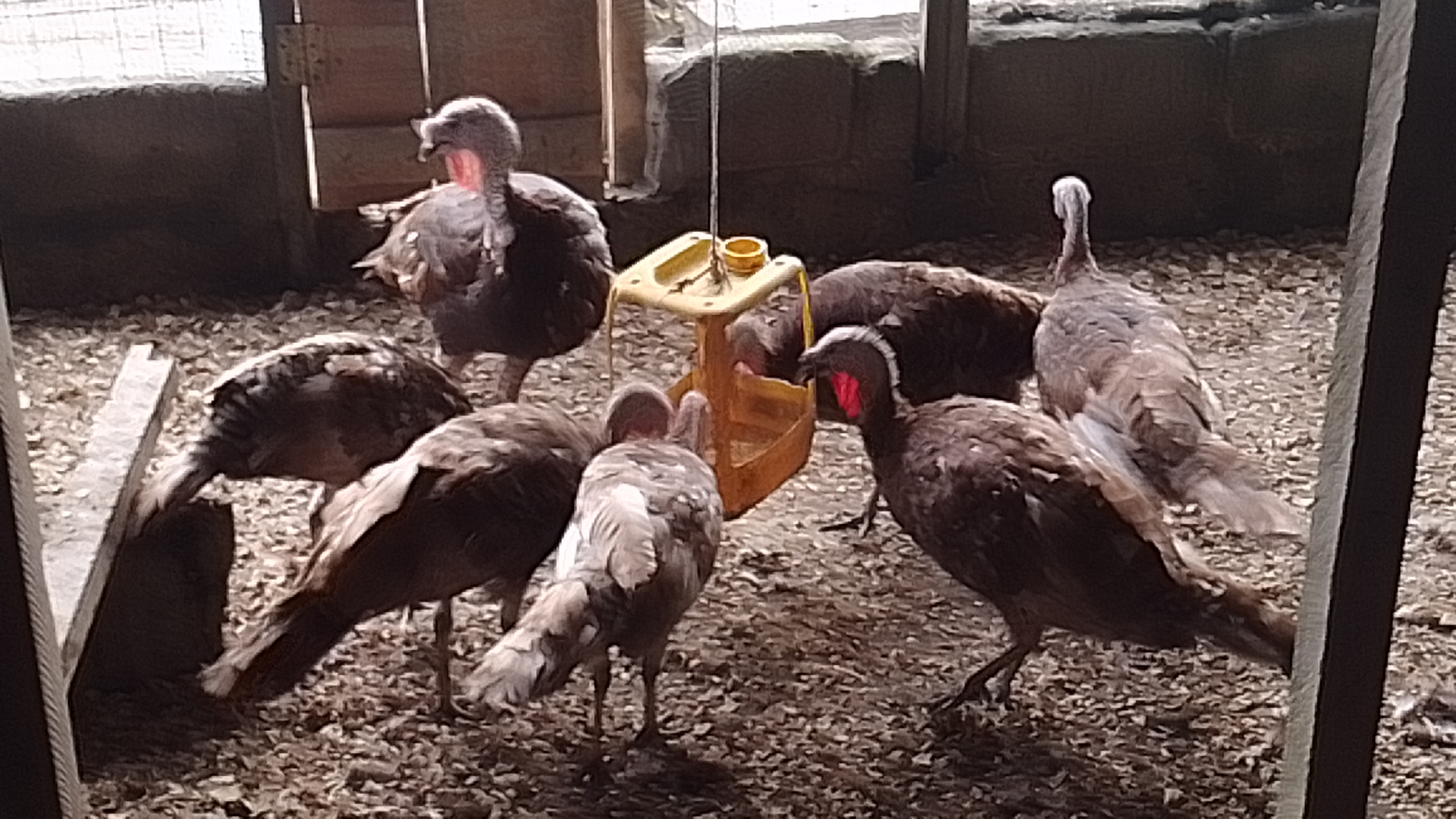 Imported Bourbon Red Turkeys